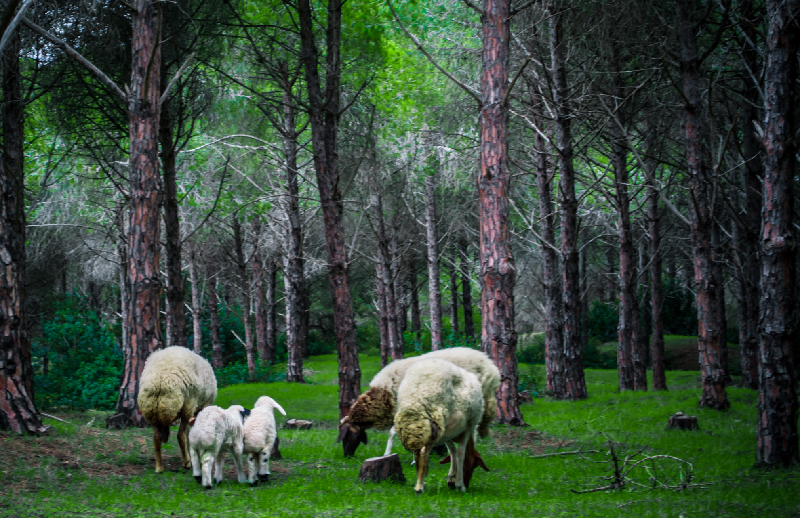 Pilot project in Tunisia begins resolving land tenure claims and preventing forest conversion