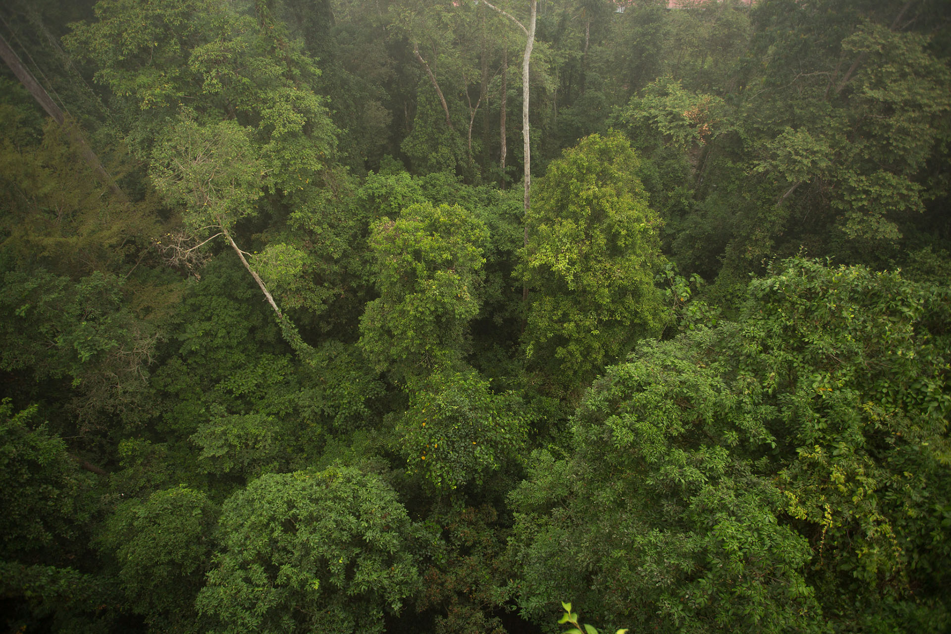 The Green Gigaton Challenge: Bringing REDD+ to Scale