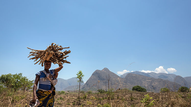 Creating opportunities for a new forestry economy in Mozambique