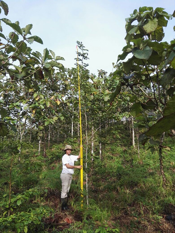 Technician measuring a two year old Cocobolo (Dalbergia retusa) planted into a 10 year old teak plantation in Panama.
