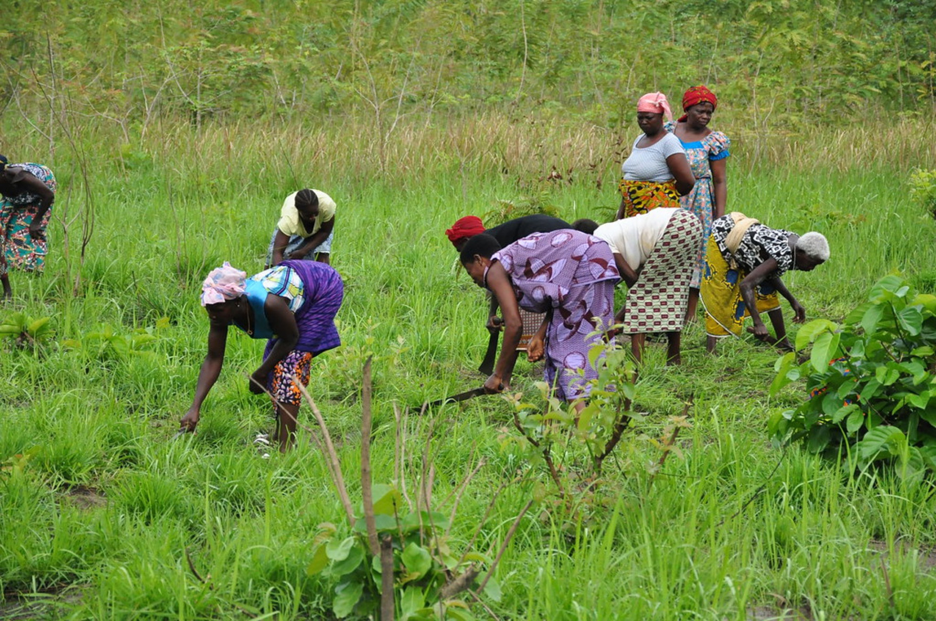 Replanting efforts in Cote d'Ivoire