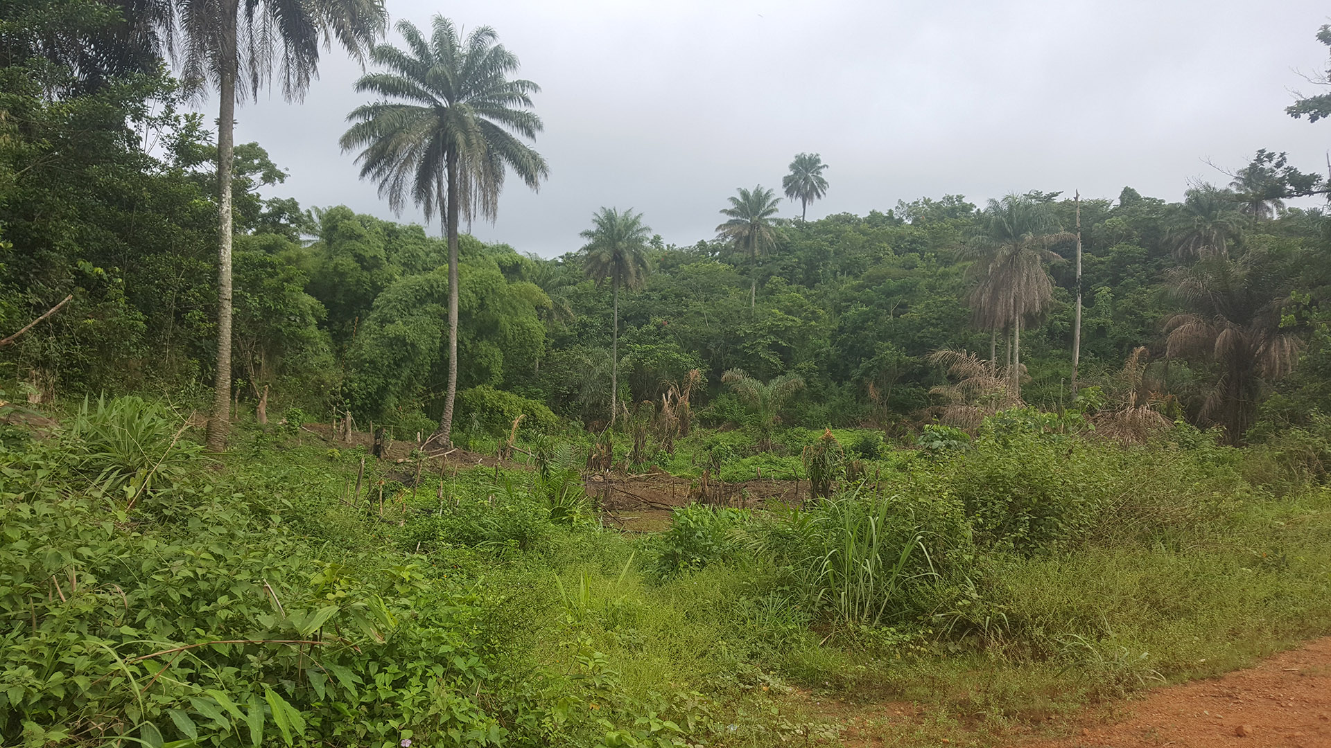 REDD+: A Catalyst for Land Use Planning in Liberia