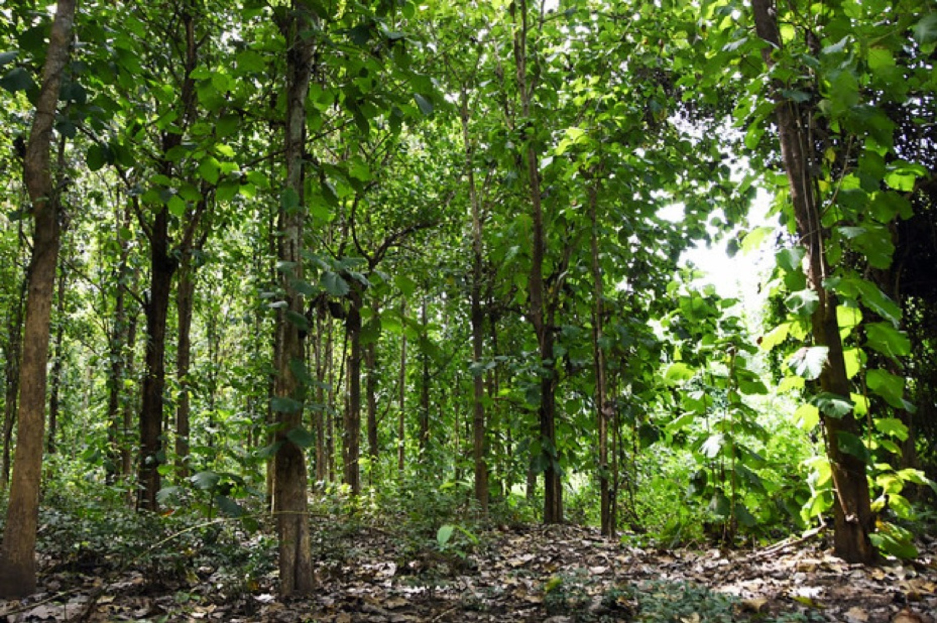 Forest in Cote d'Ivoire