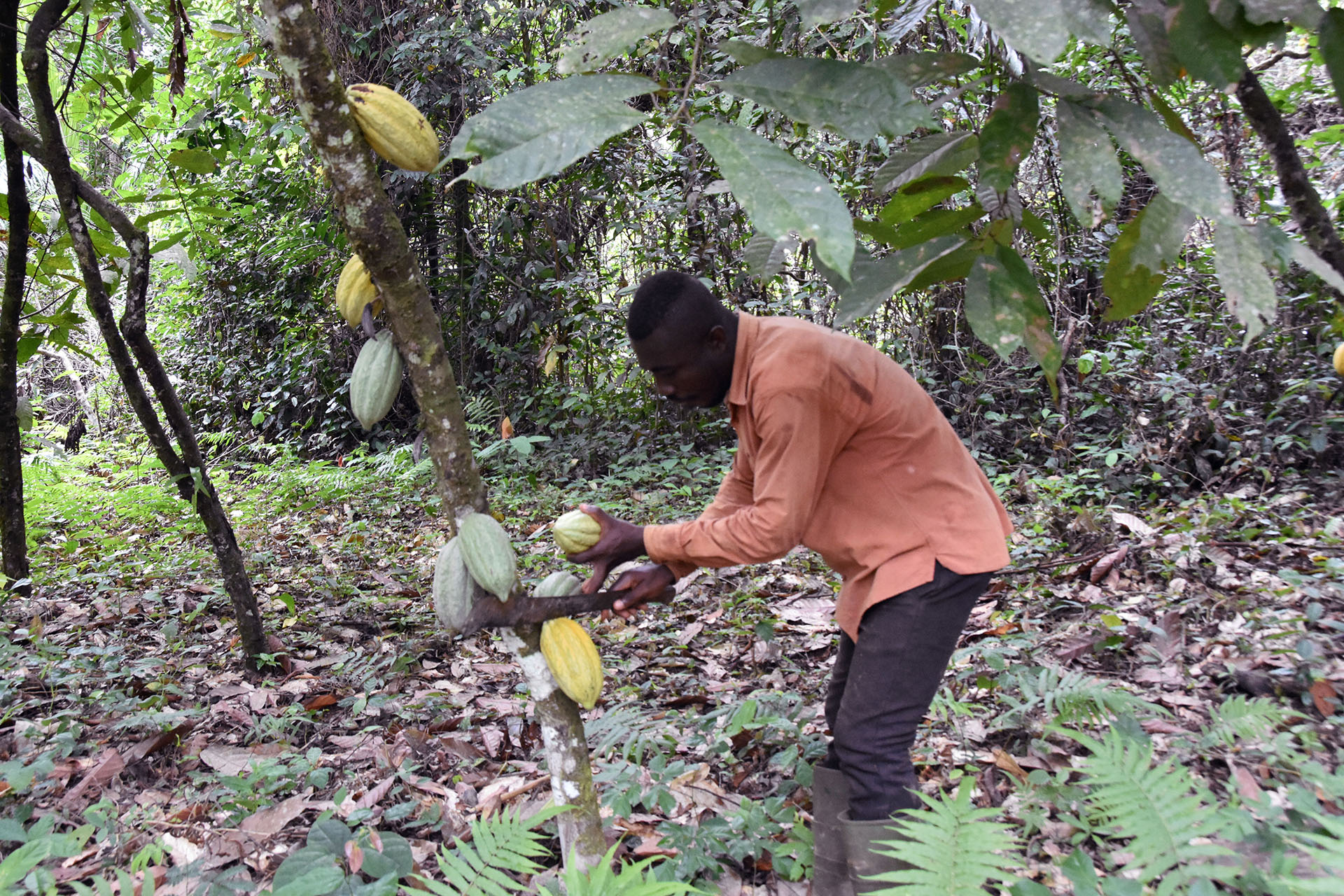 A path to sustainable cocoa and forest restoration in Côte d'Ivoire