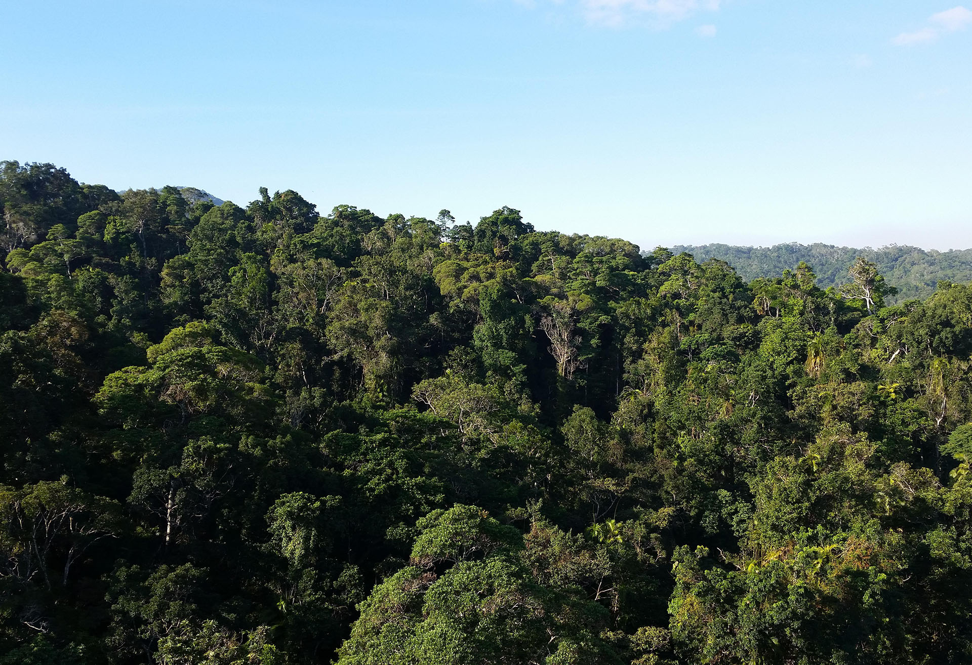 Forests provide a critical short-term solution to climate change