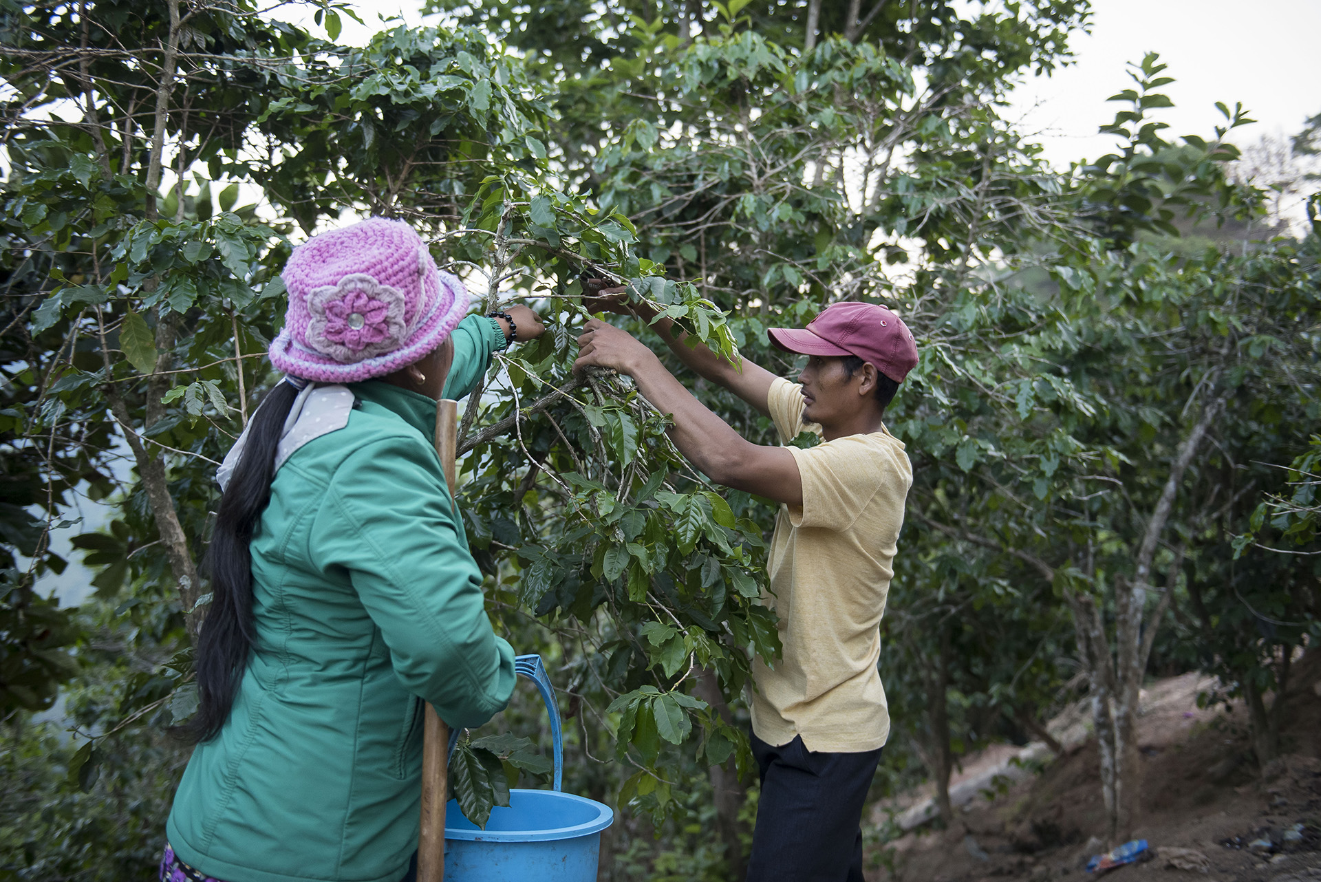 Smallholder coffee farmers in Lam Dong Province, Viet Nam