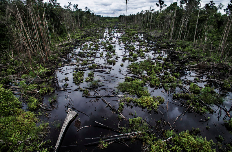 The future of peat as a global warming game changer has just begun