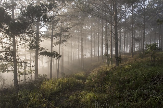 Mature pine forests in the early morning fog on the outskirts of Da Lat, Lam Dong province, Vietnam