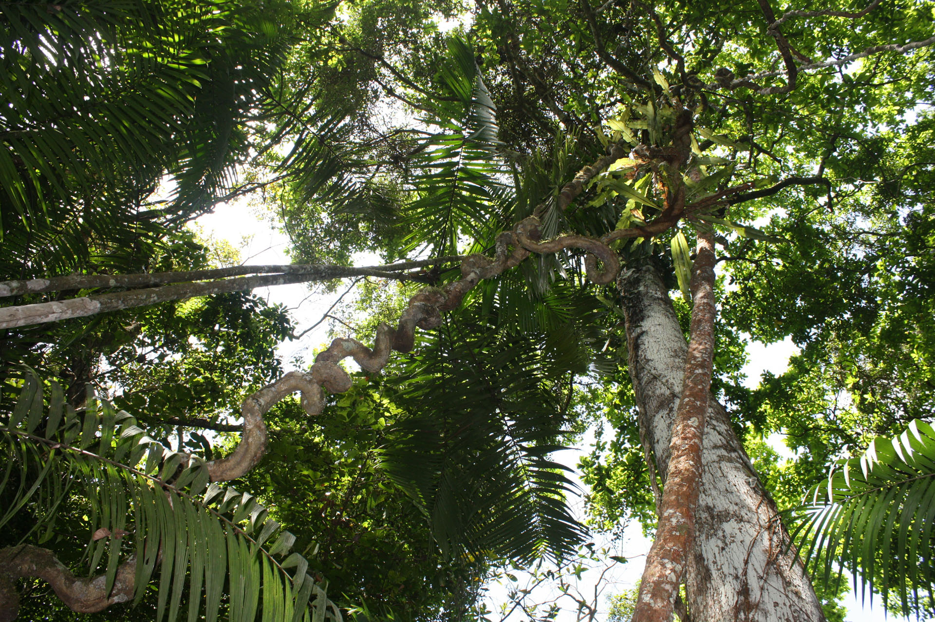 Forests: A natural solution to climate change, crucial for a sustainable future