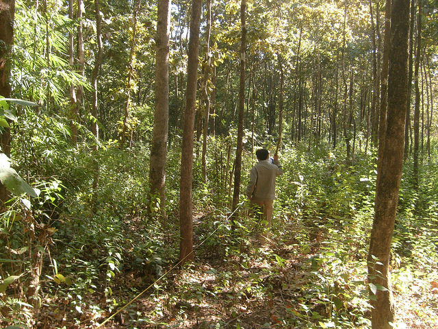 Banking on forests in Myanmar