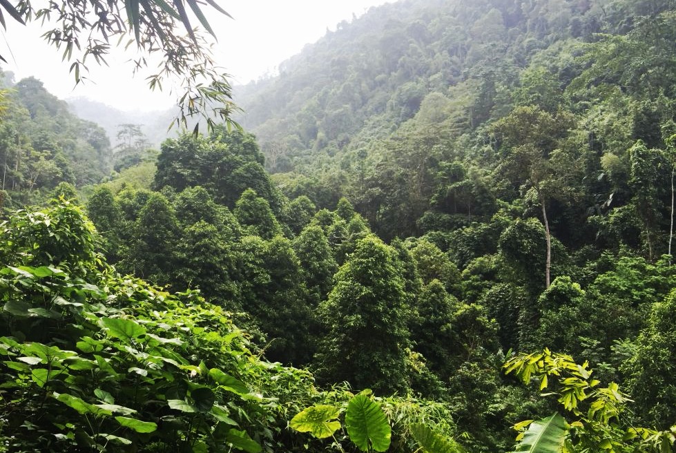 The booming market of medicinal plants – why forest protection can help Viet Nam’s economy