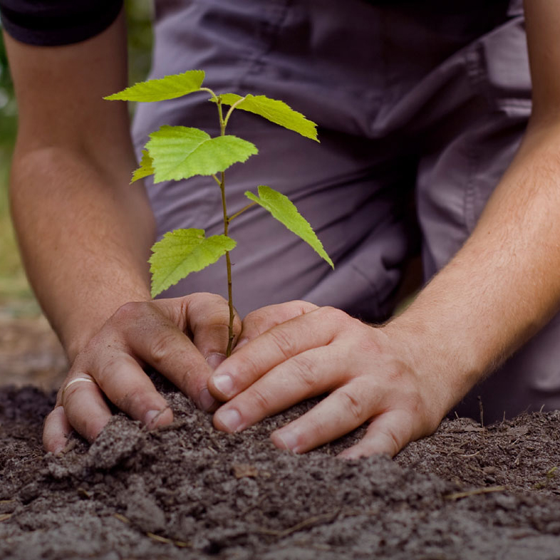 Plant a Tree to Mark April 22 Signing of the Paris Agreement