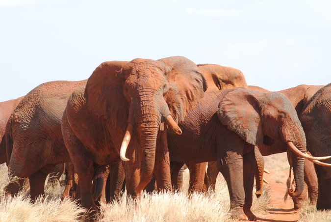 Changing Kenya’s Landscape for Wildlife and Jobseekers
