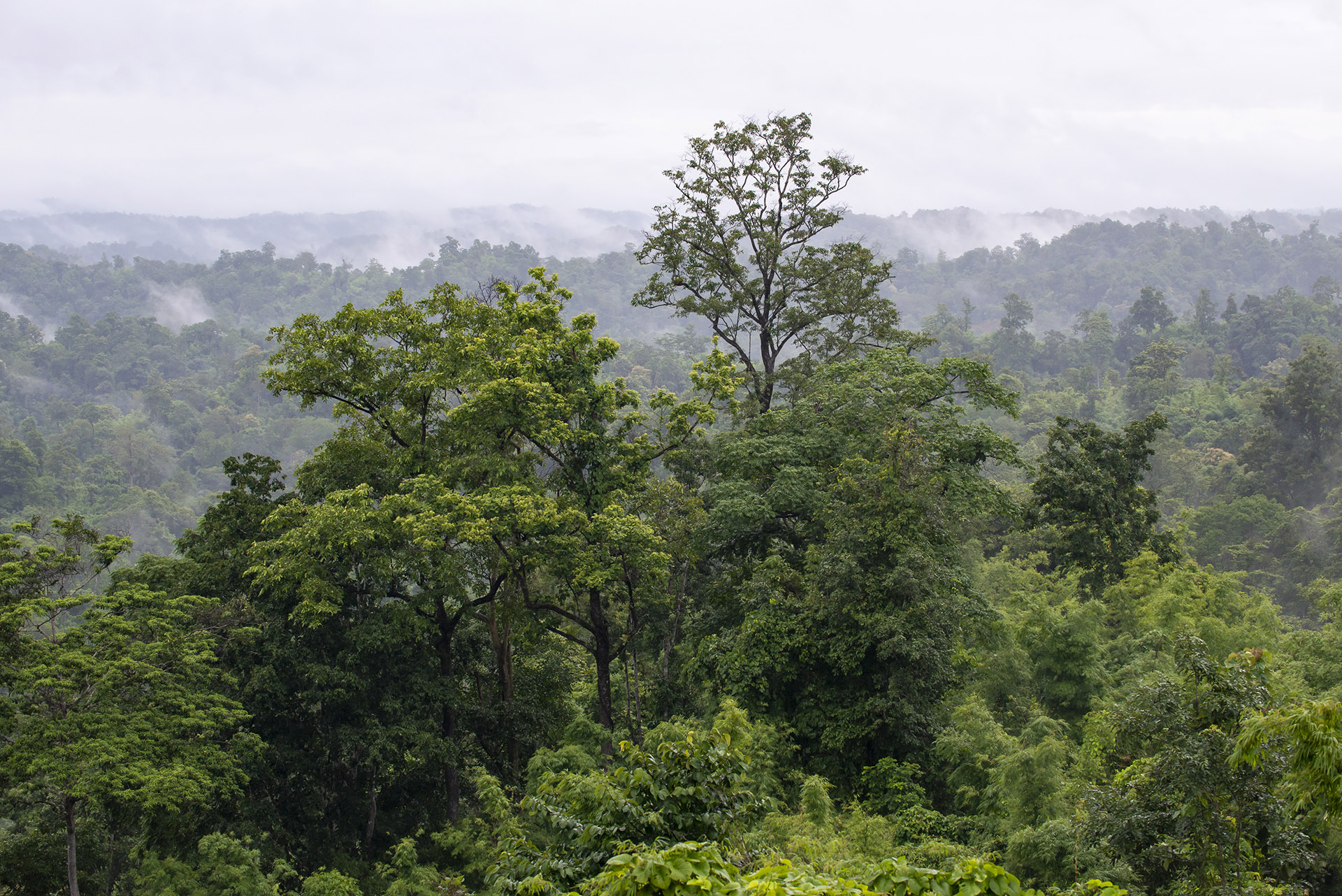Myanmar forest 