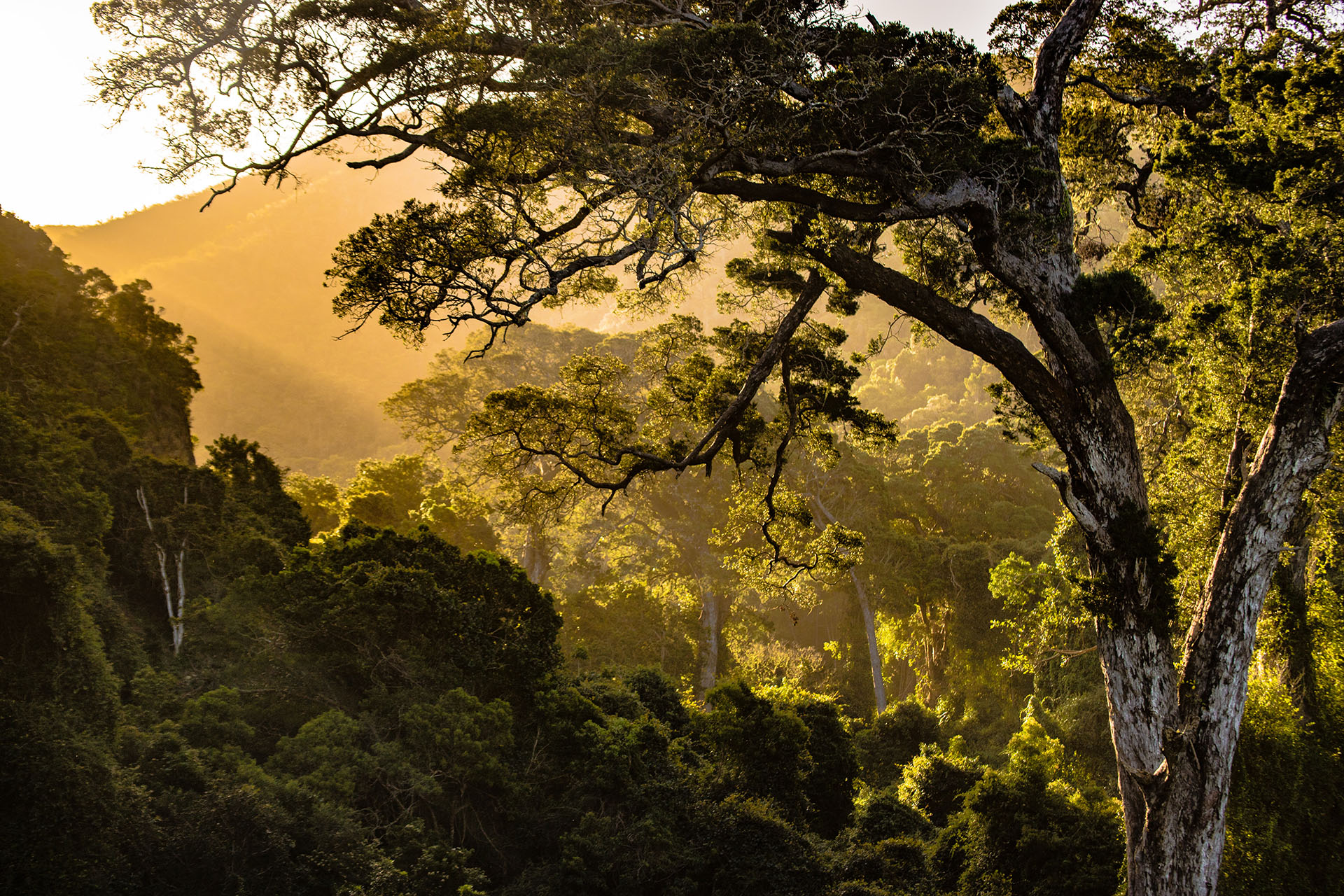 A forest in South Africa (credit: Unsplash)