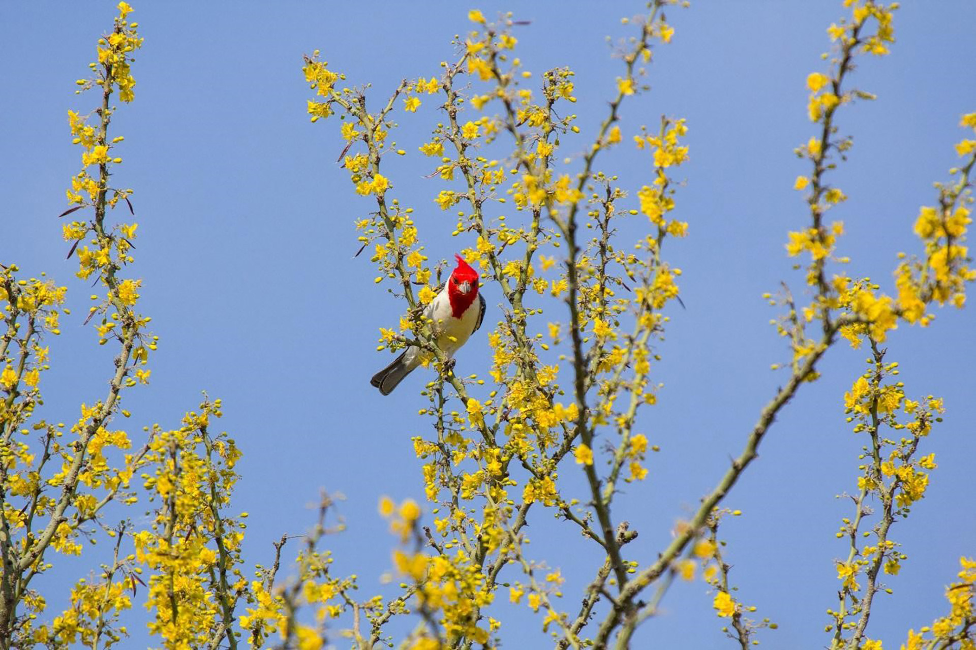Red-Crested Cardinal (Paroaira coronata) is a characteristic bird of the Gran Chaco region. (Source: Andrea Ferreira)