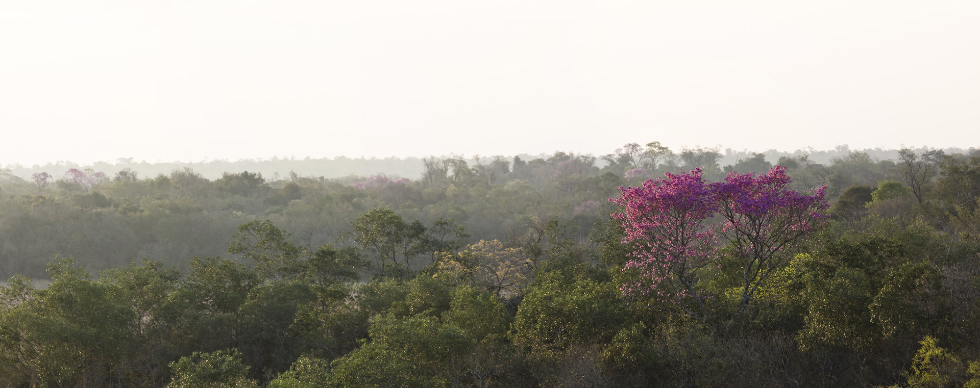  Why Paraguay can be “beacon state” for forest management 