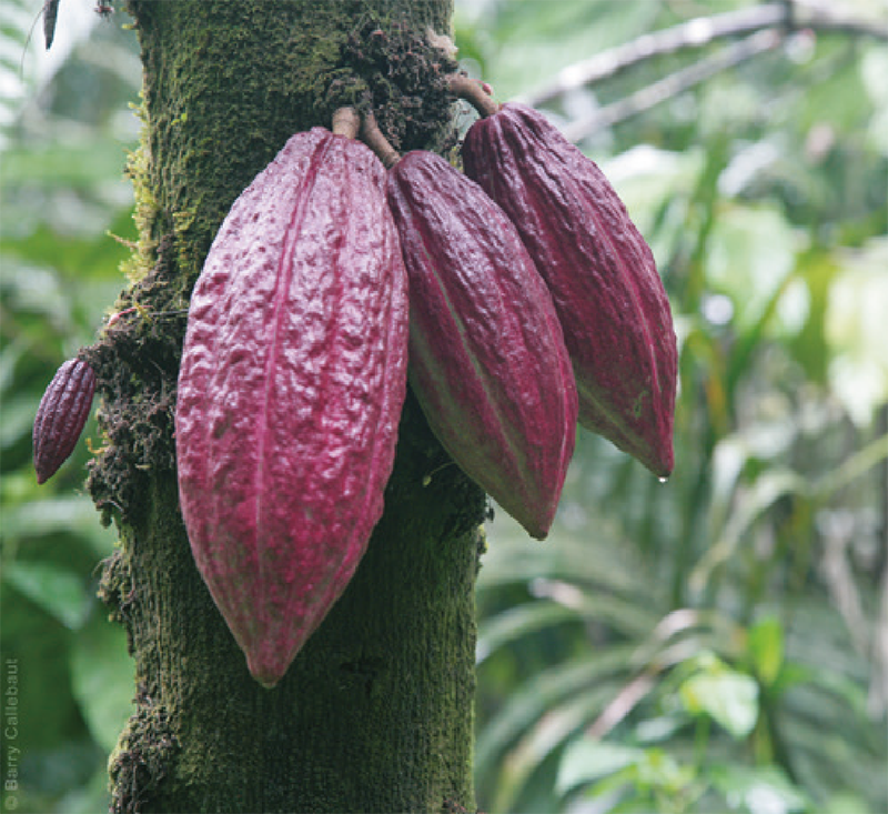 Integrating REDD+ and private sector cocoa initiatives in Côte d'Ivoire: creating incentives for