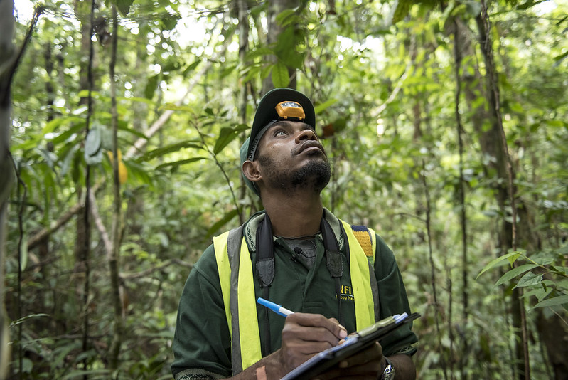 An ornithologist working on Papua New Guinea's National Forestry Inventory