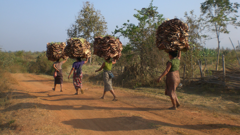Forests for People: Myanmar Puts its REDD+ Safeguard Information System into Practice