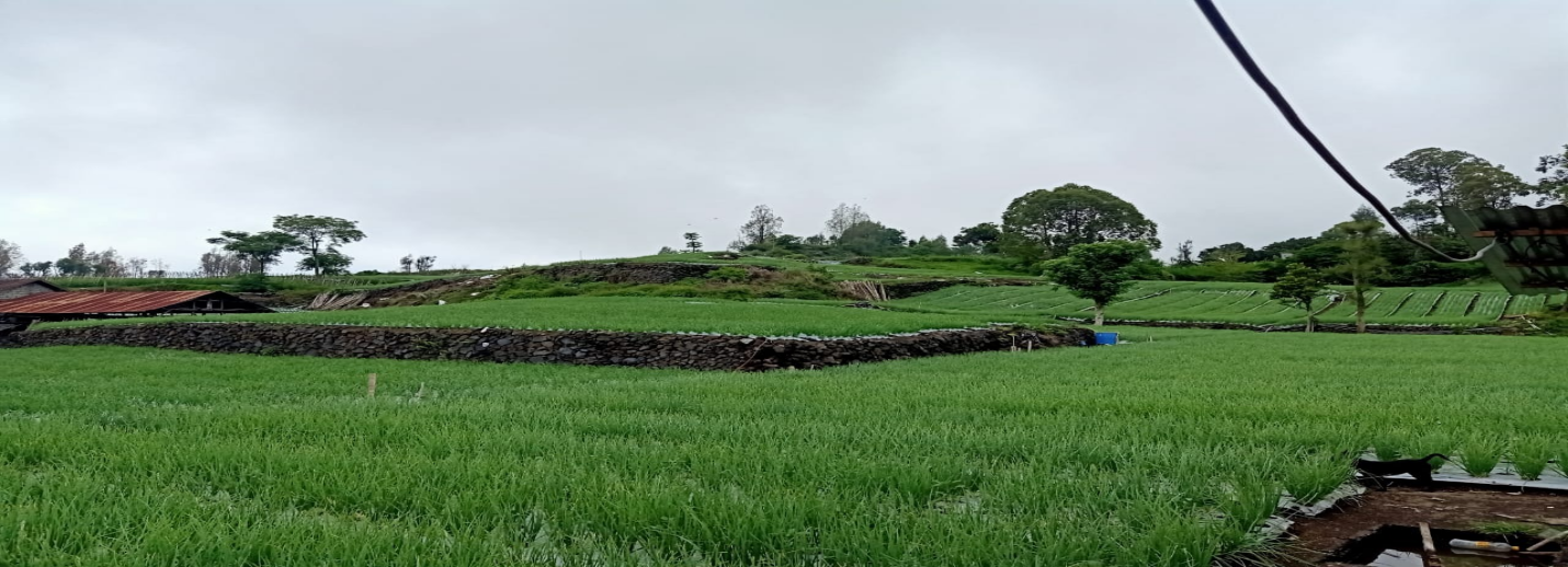 A classical Balinese Subak landscape, showing the vegetation removed from the upland.