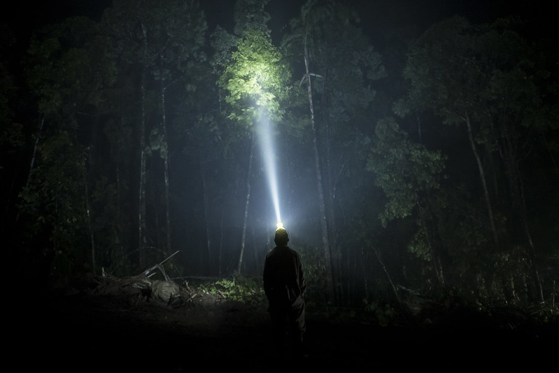 An NFI staff member uses a headlamp to gaze into the dense forest canopy in the late evening outside the NFI camp near Kupiano, Papua New Guinea.