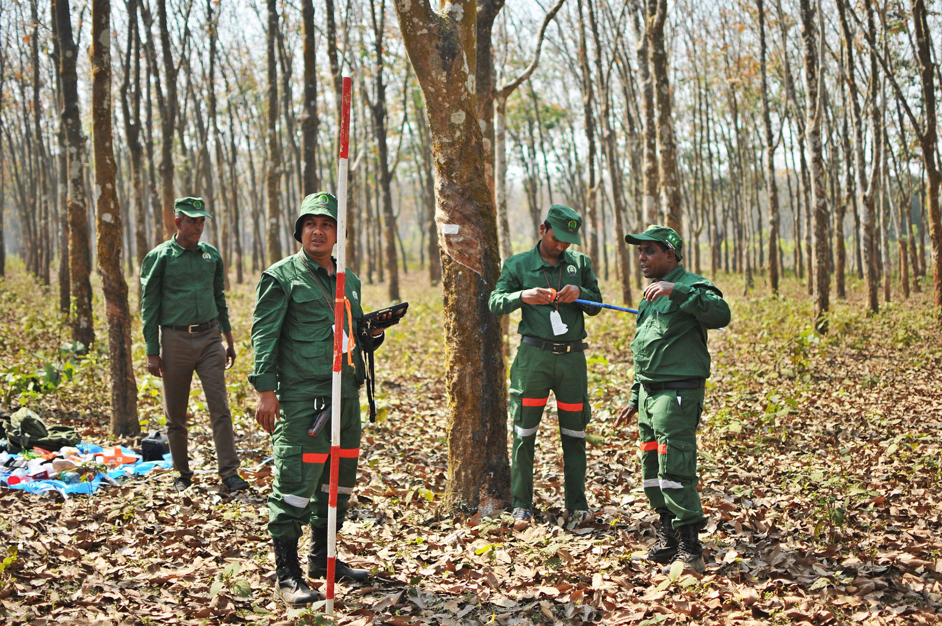 From data to decisions: How countries link forest monitoring into policy-making