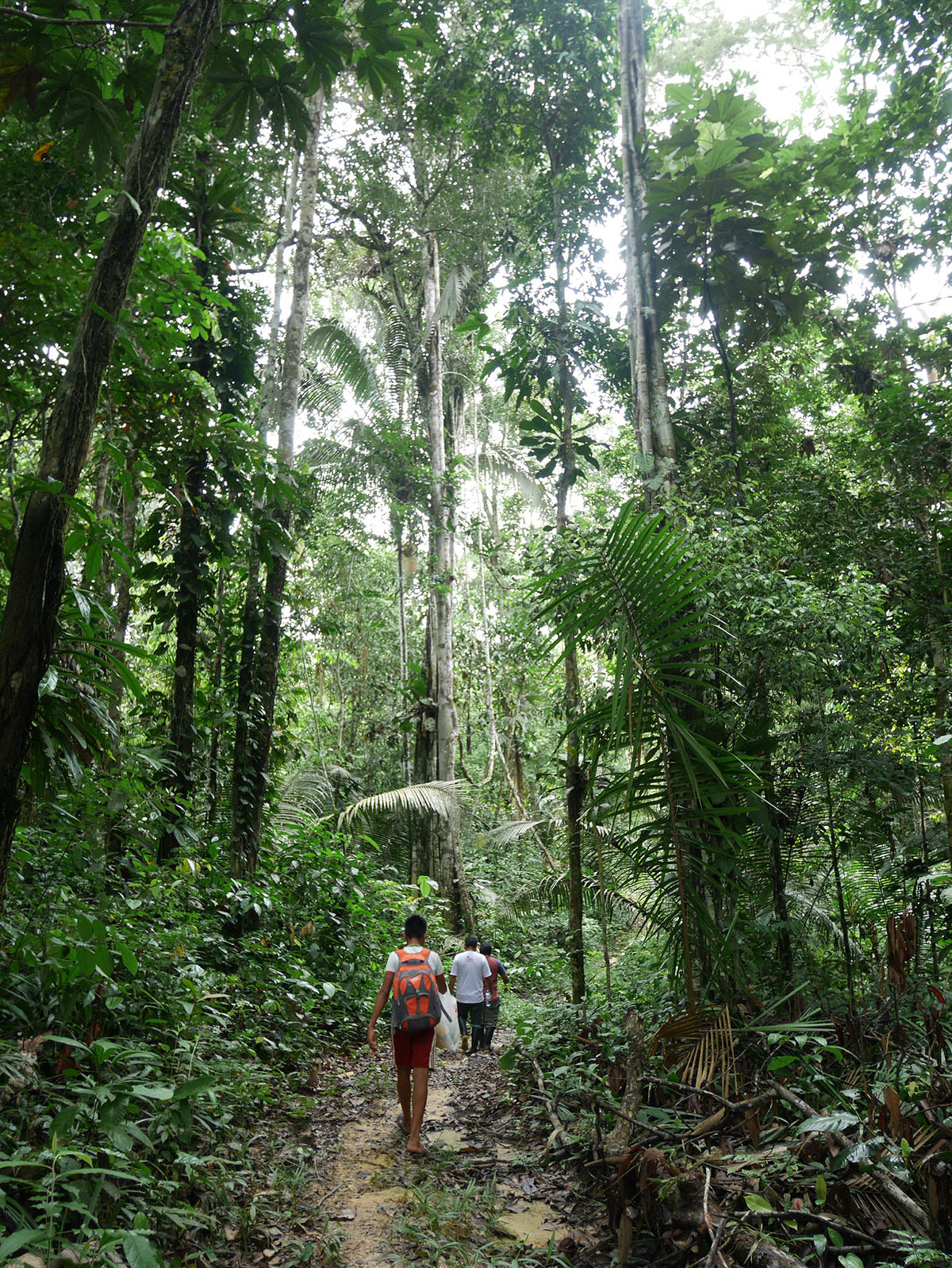 Forest path in the Community of Shawi San Jose, Peru, where indigenous peoples are leading efforts to define their land rights to better protect their forests and their way of life.