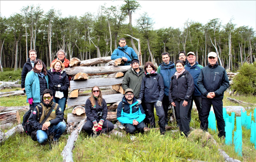 Chile restores its native forests affected by the Canadian beaver