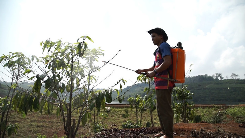 A local farmer tends to his coffee trees in Lam Dong Province