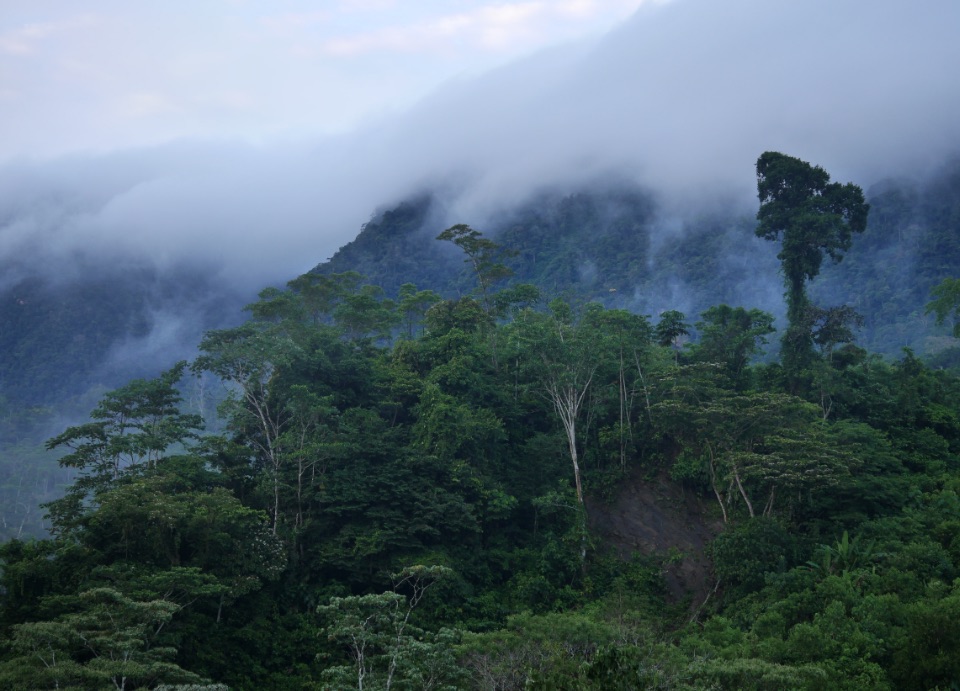 State of the forests in Peru