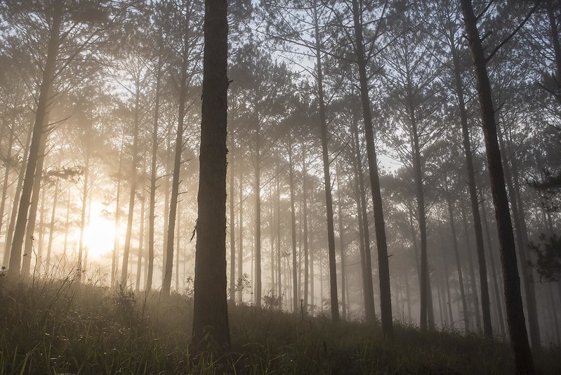 Pine forests in the morning fog near Da Lat, Lam Dong Province