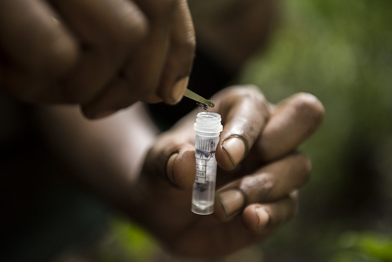 A researcher collecting ant specimens in the forest for the NFI project.