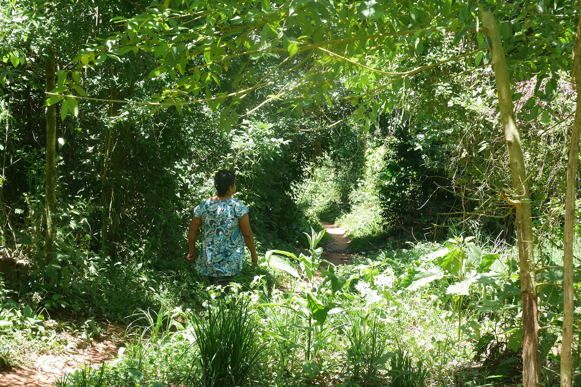 State of the Forests in Paraguay