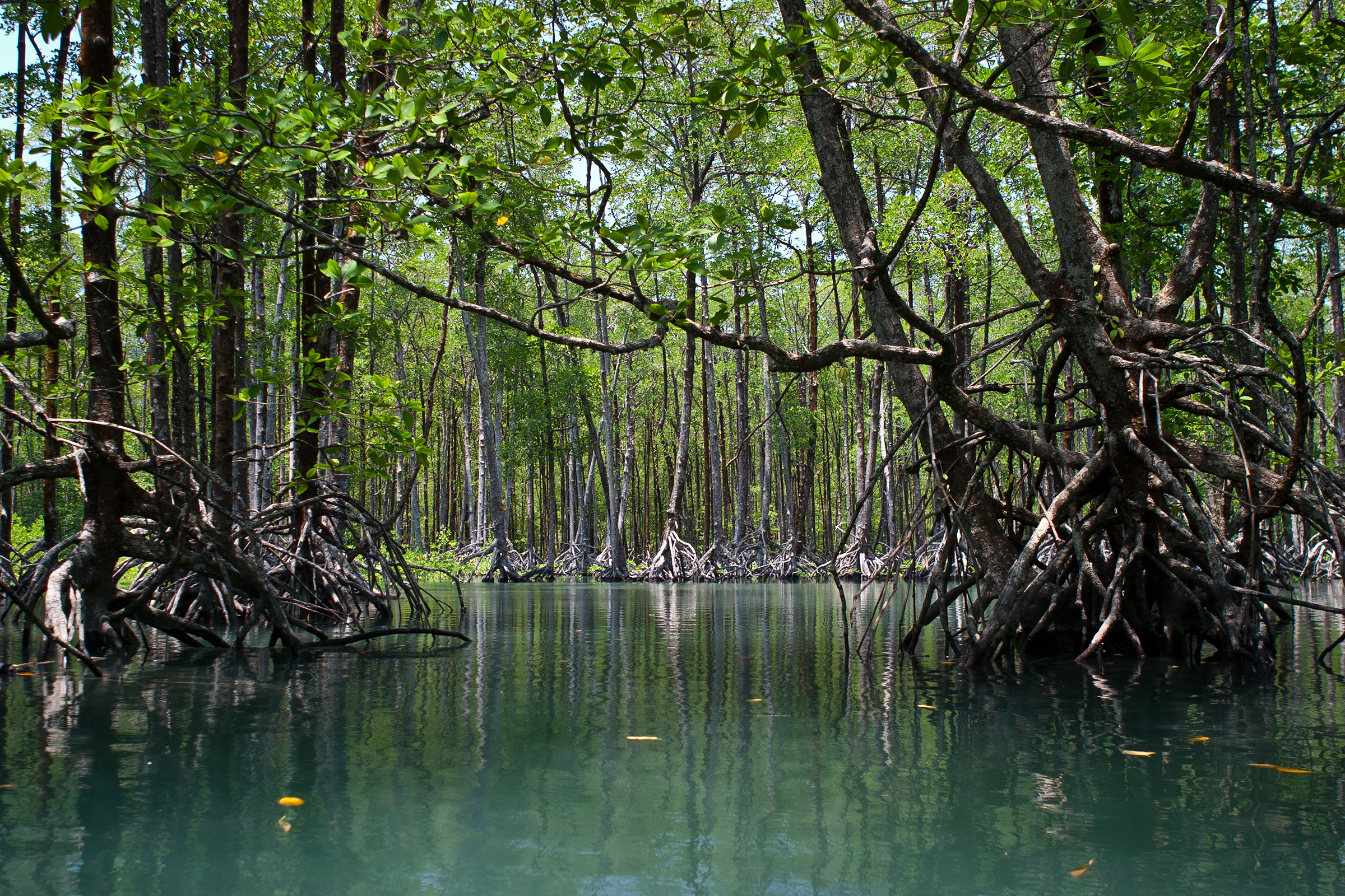 Massive mangrove trees make up extensive forests in the Mergui Archipelago in Myanmar, just above the border of Thailand. This region is in the Andaman Sea and is home to sea gypsies called Moken.