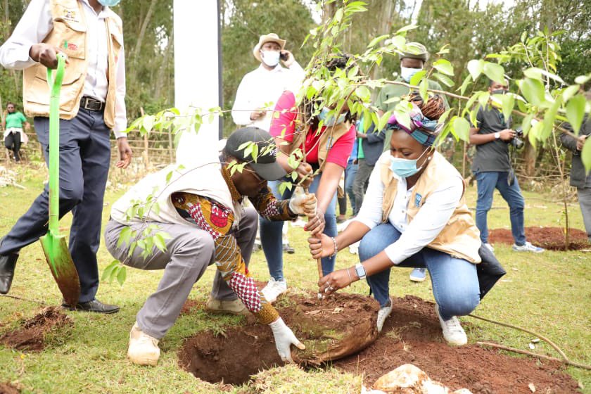 Tree Planting (@UNDP)
