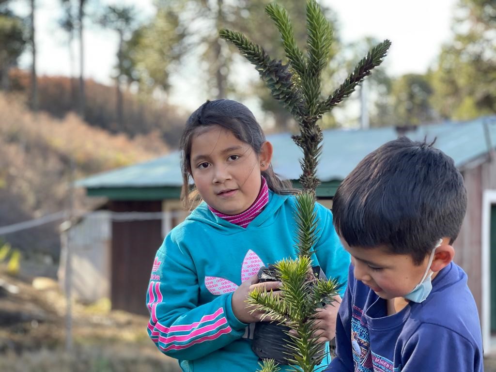 Adaptating and mitigating climate change in Chile – the case of the Mapuche-Pehuenche community 