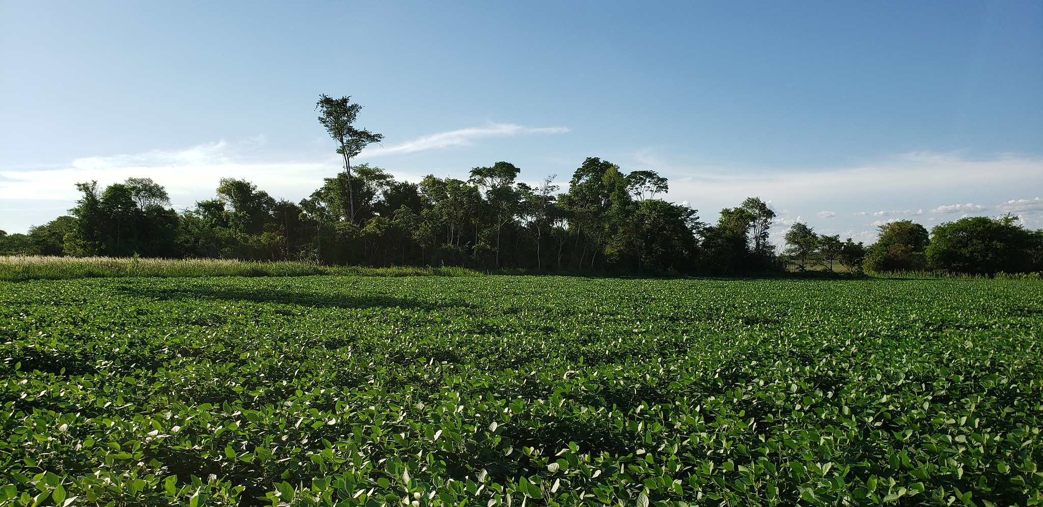 Among soya fields, small islands of forest remain (@Nelson Roman)