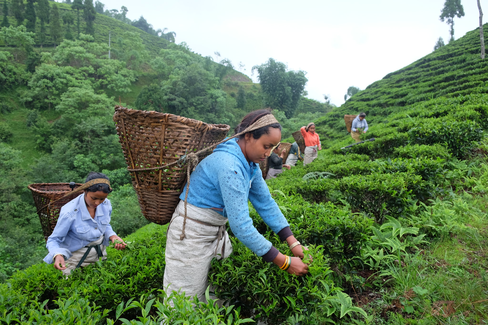 Building back resilient societies by investing in forests 