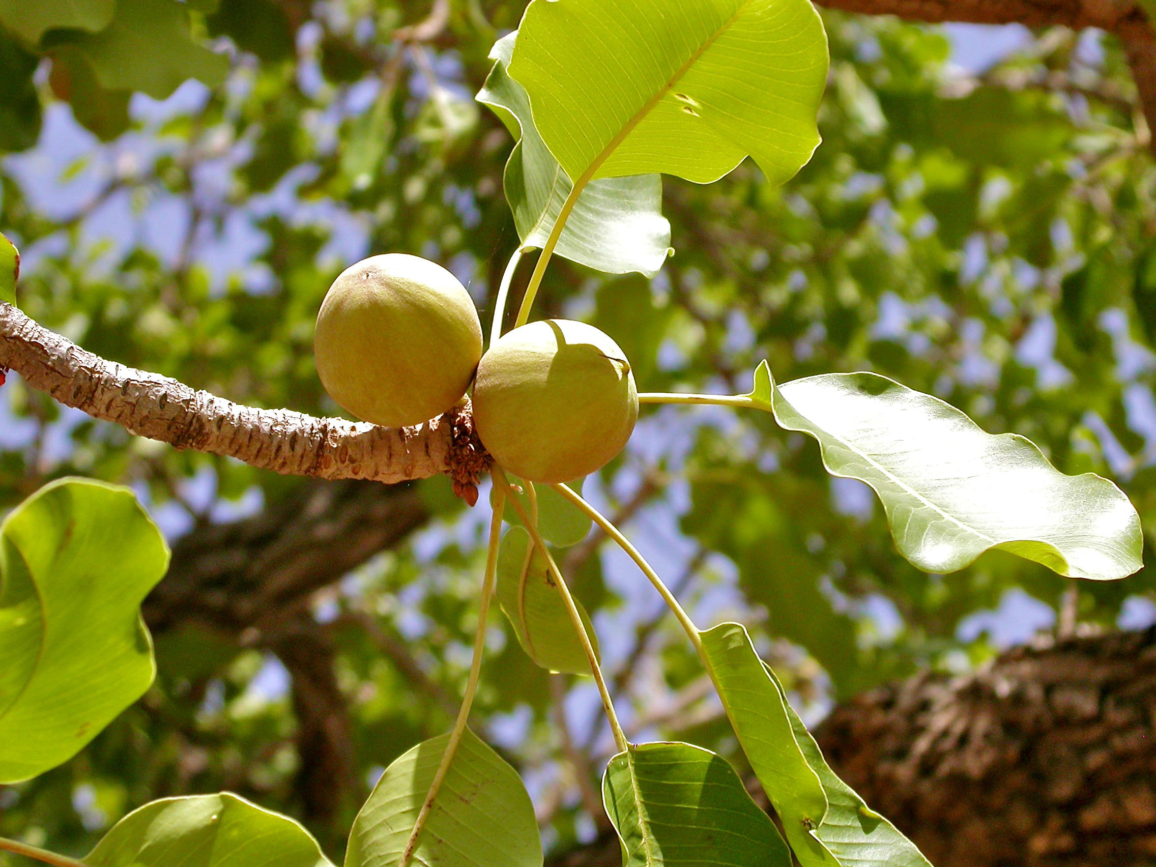 Shea fruit