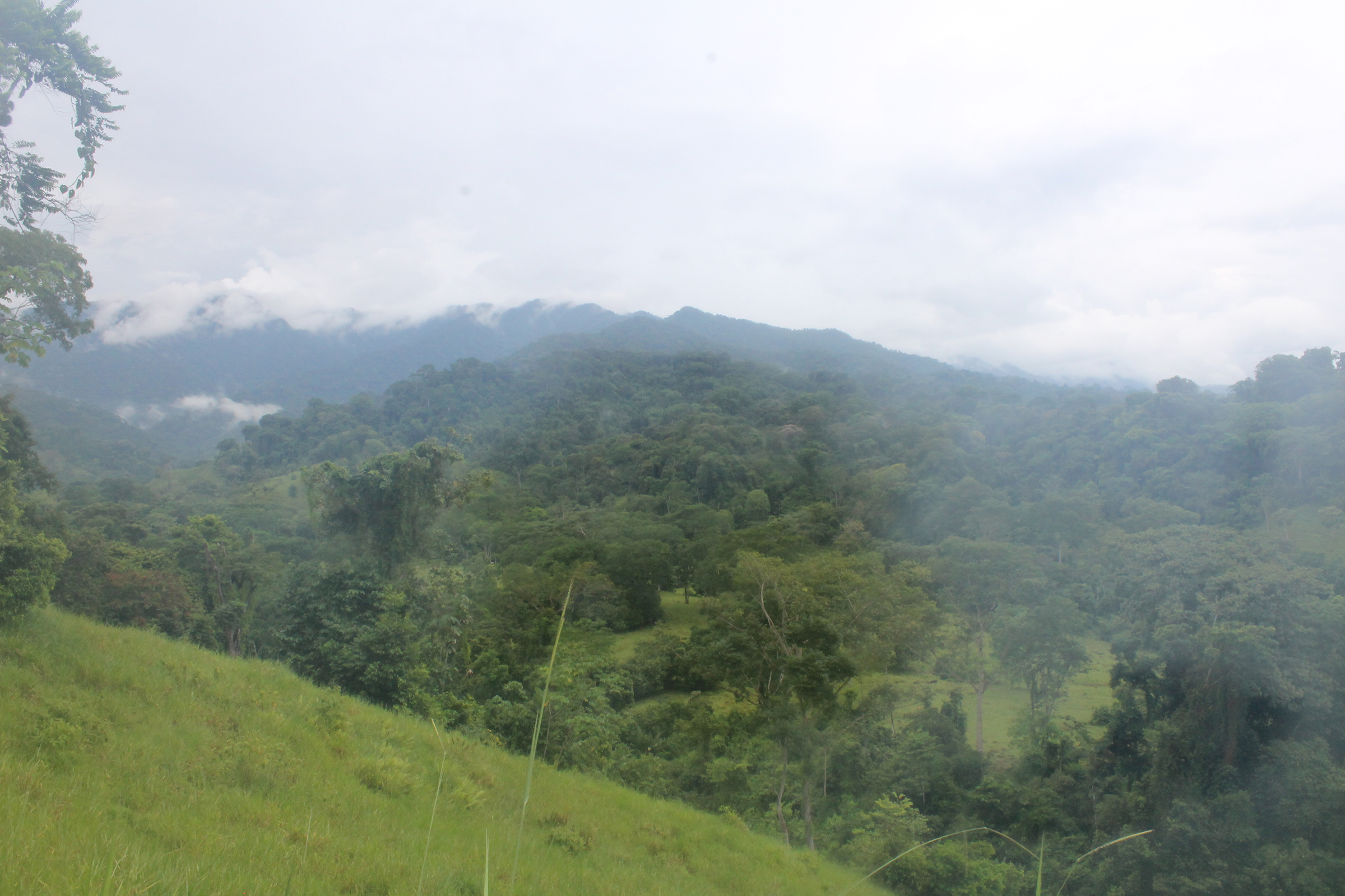 Exploring the role of forest foods in Colombia