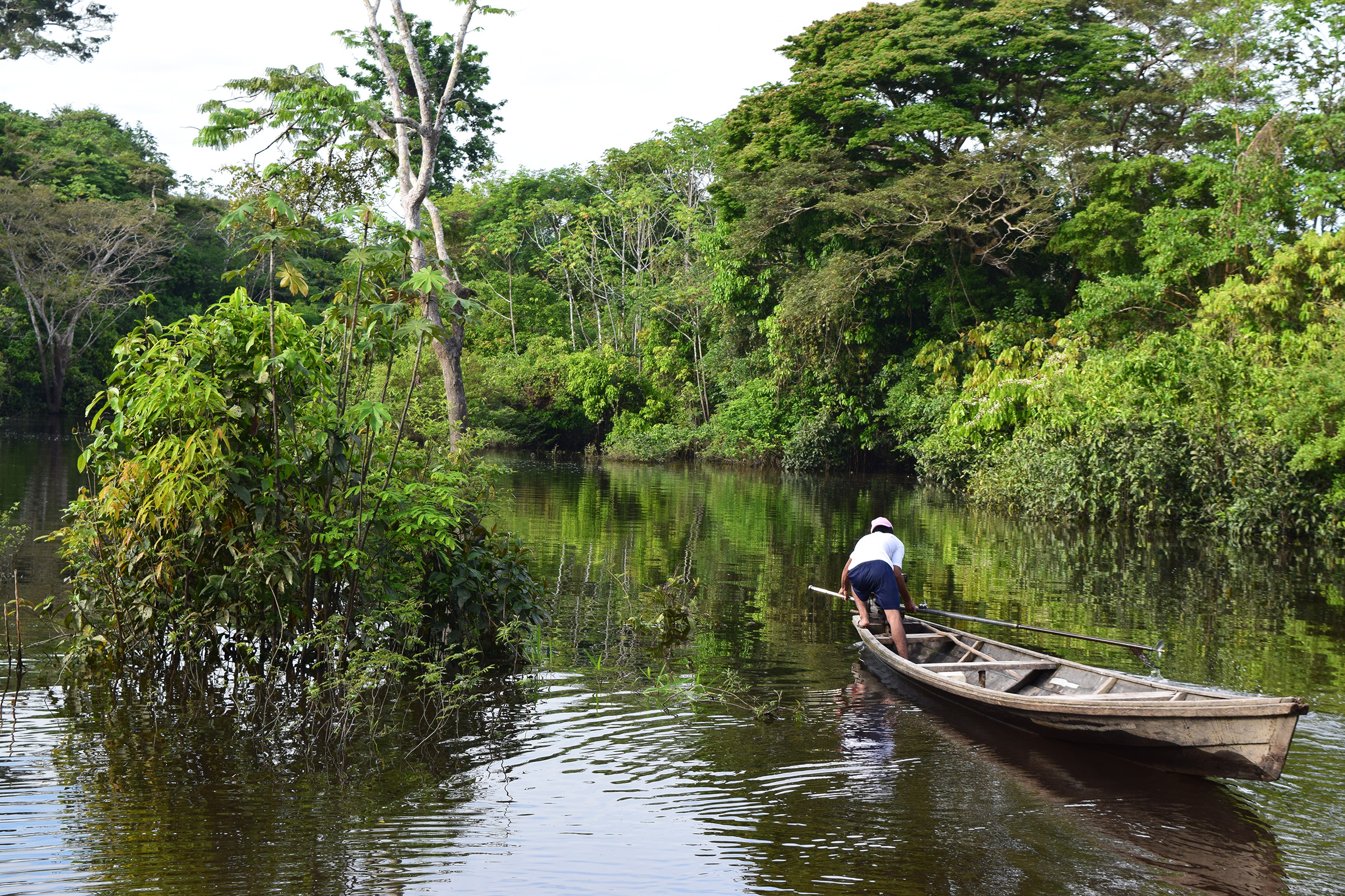 Exploring the role of forest foods in Colombia