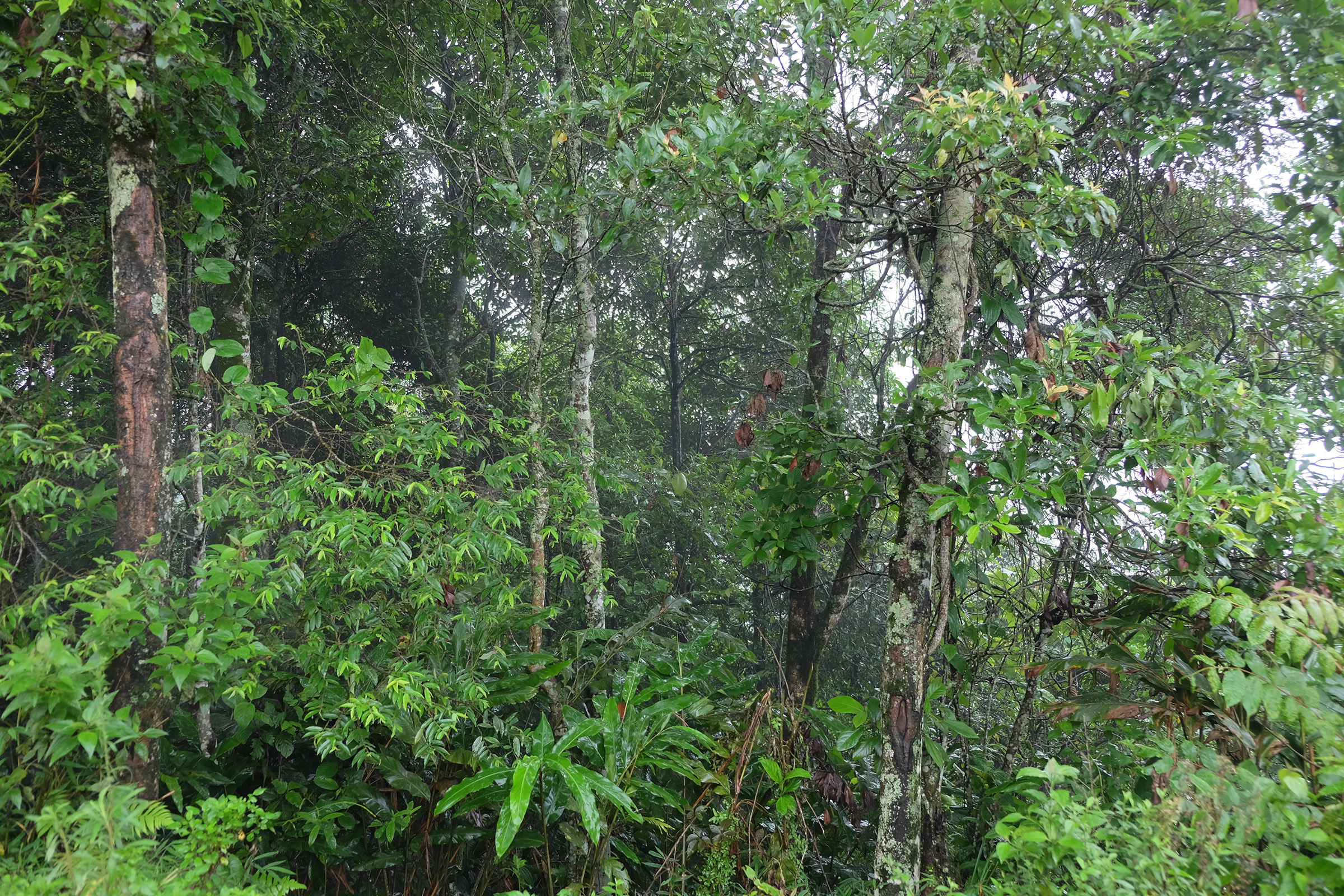 Financing forest action: investing in forests to address the climate crisis 