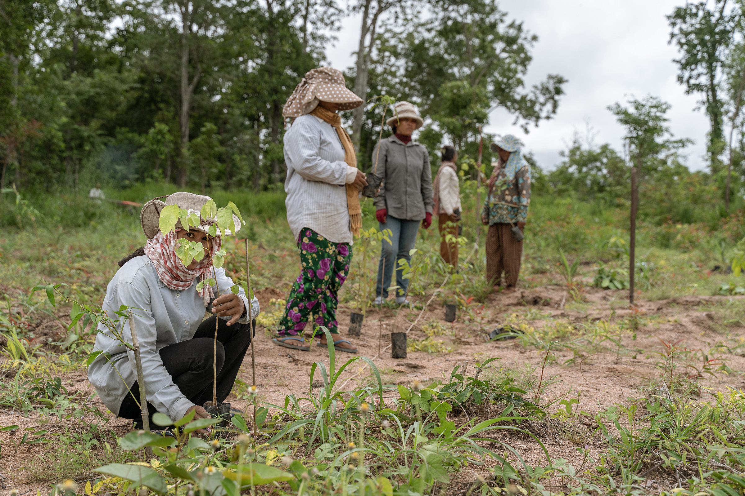 Forest landscape restoration