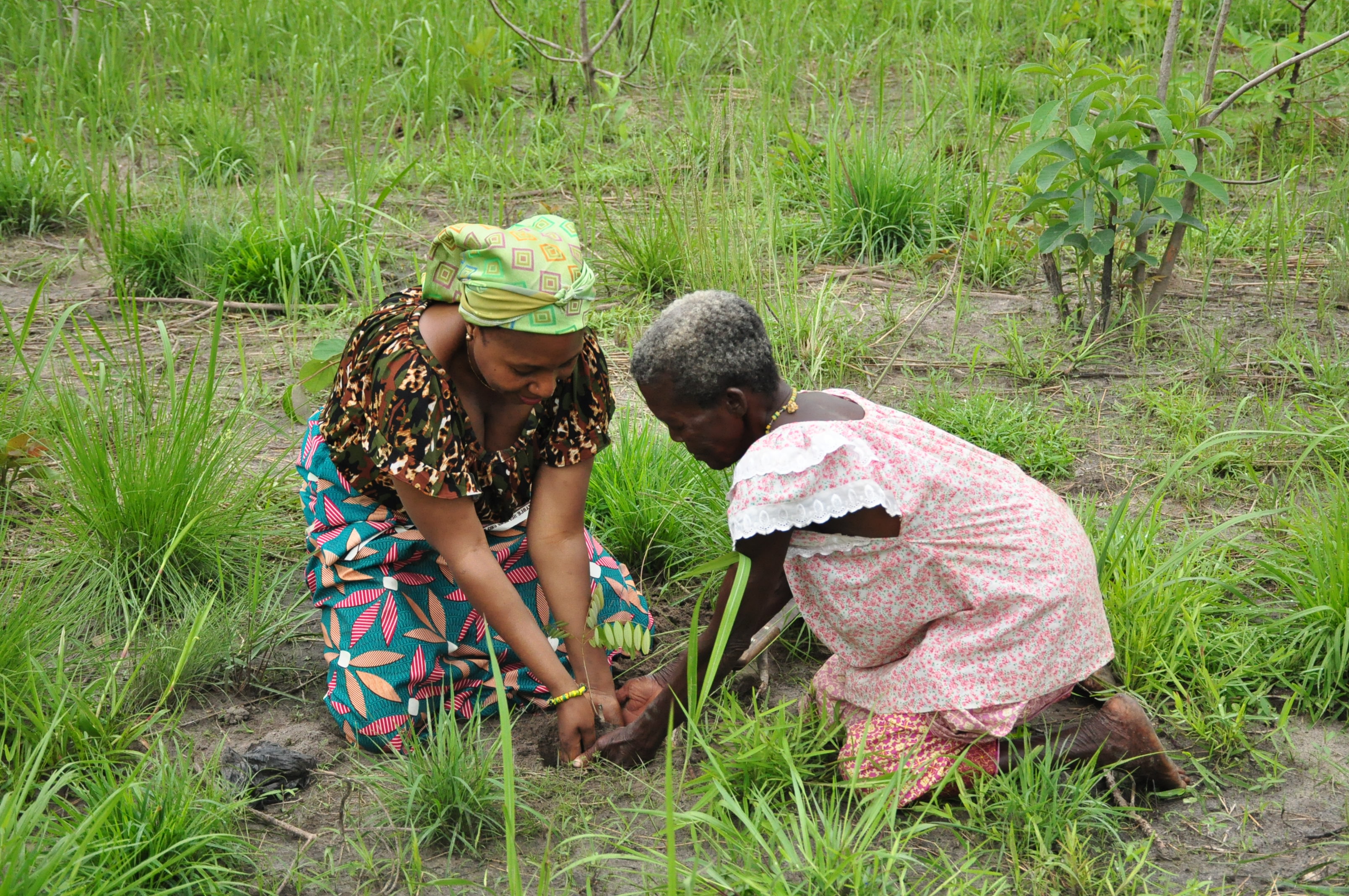 Women planting seedlings in Cote d&#039;Ivoire (@Brice Delagneau)