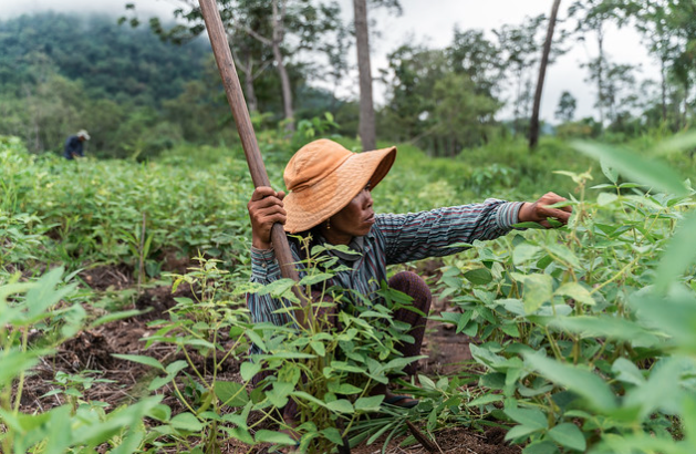 Phnom Dek, Preah Vihear, Cambodia - Mrs. Tun Kiem works at her 1,5 Ha. intercropping plot which has been assigned to her by the forest community. Mrs. Tun Kien can grow soybeans to sustain her family livelihood either by own consumption or selling the excess crop she harvests.( @ Mr. Enric Català Conteras)