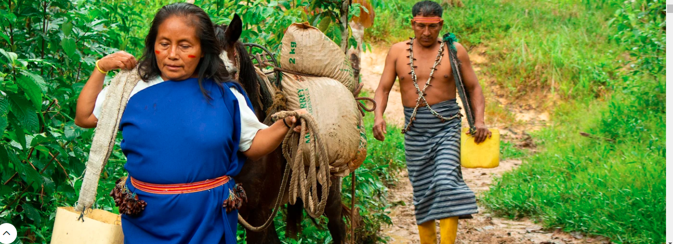 Harvesting hope in Ecuador: Pioneering deforestation-free production chains to conserve the Amazon