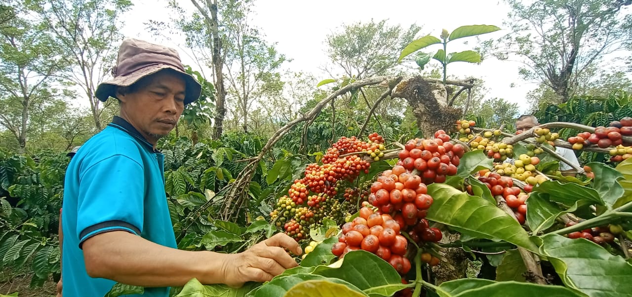 Coffee Harvest in Kibuk Community Forest in Pagar Alam, South Sumatra Province  (@ Aidil baba)