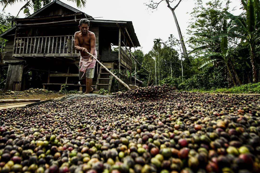 Drying the Coffee Beans in a Community Forest in Muara Dua, South Sumatra Province.   (@ HaKI, Muhammad Thohir)