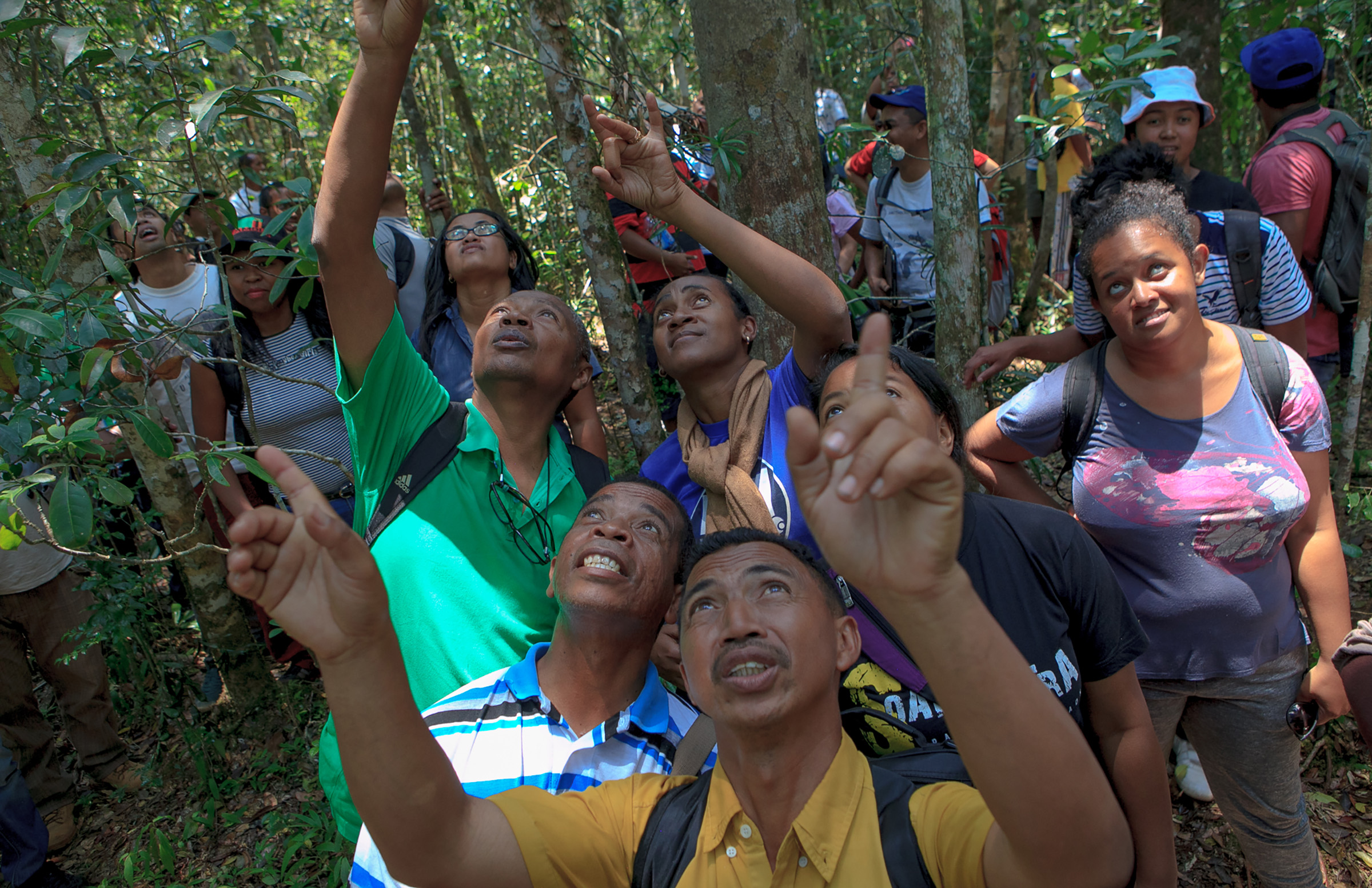 National forest monitoring